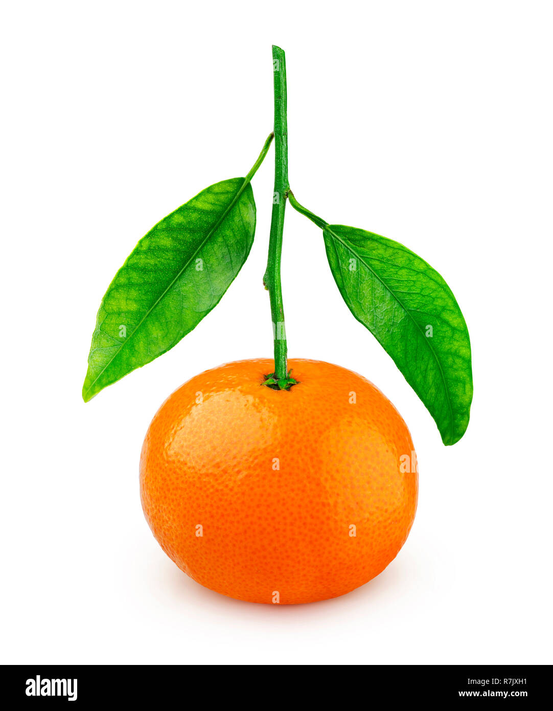 One whole mandarin or tangerin on branch isolated on white background Stock Photo