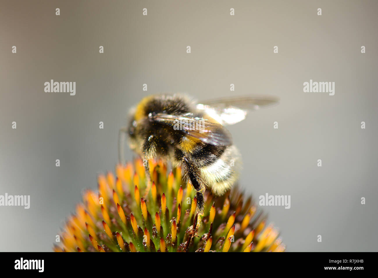 Deep Focus of Working Honey Bee. Close up Stock Photo