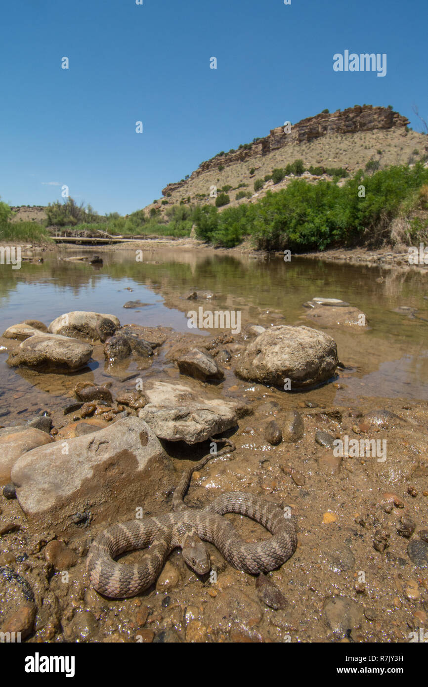 Northern Watersnake (Nerodia Sipedon Sipedon) From Otero County ...