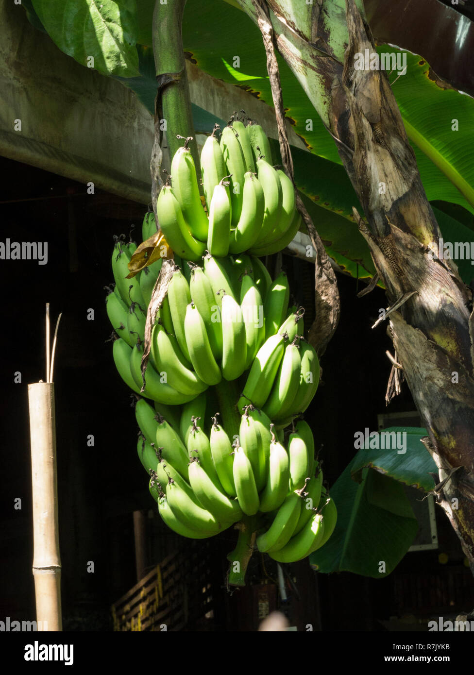 Bunch of vietnamese grown bananas hires stock photography and images