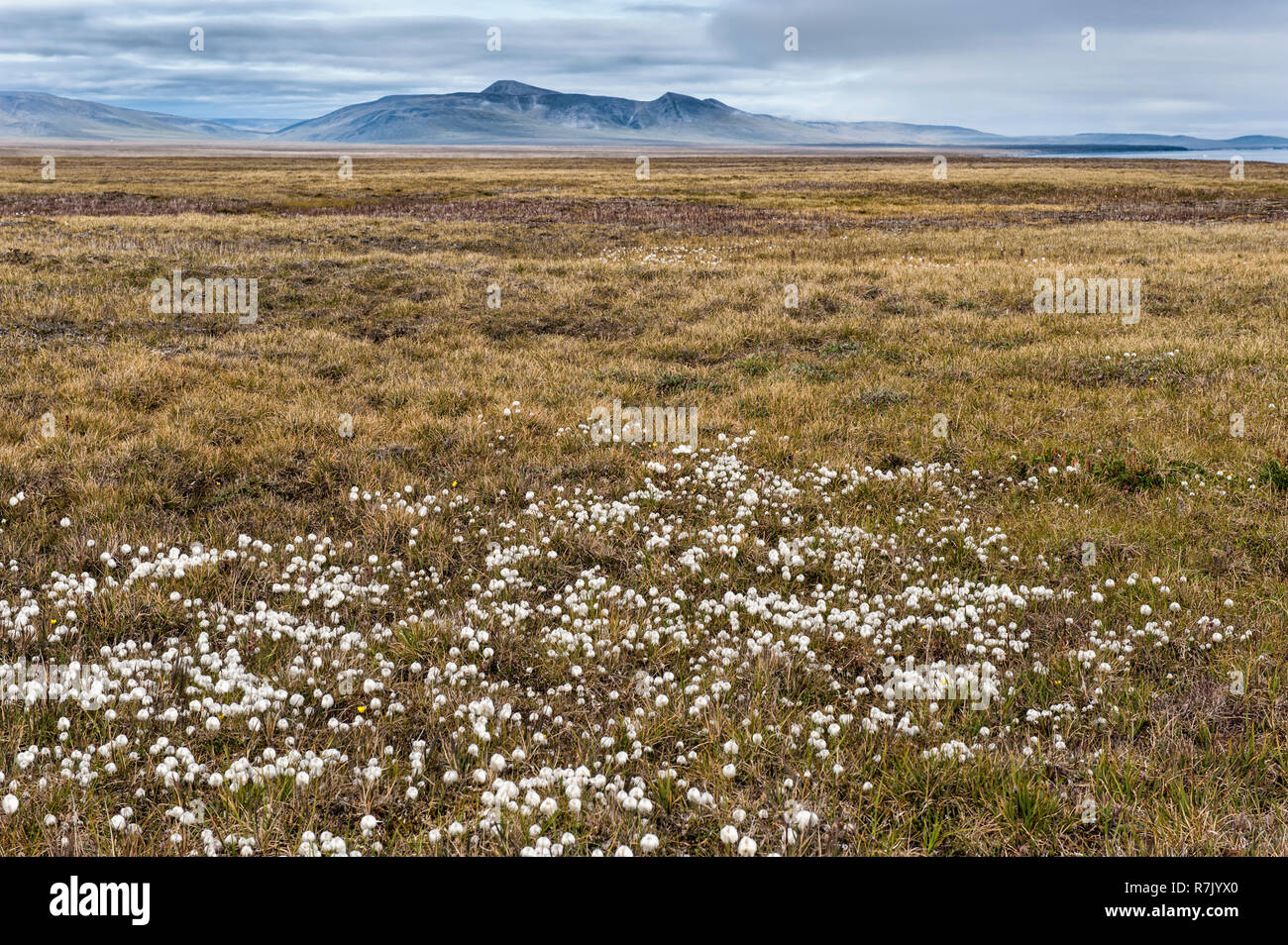 Arctic cotton grass hires stock photography and images Alamy