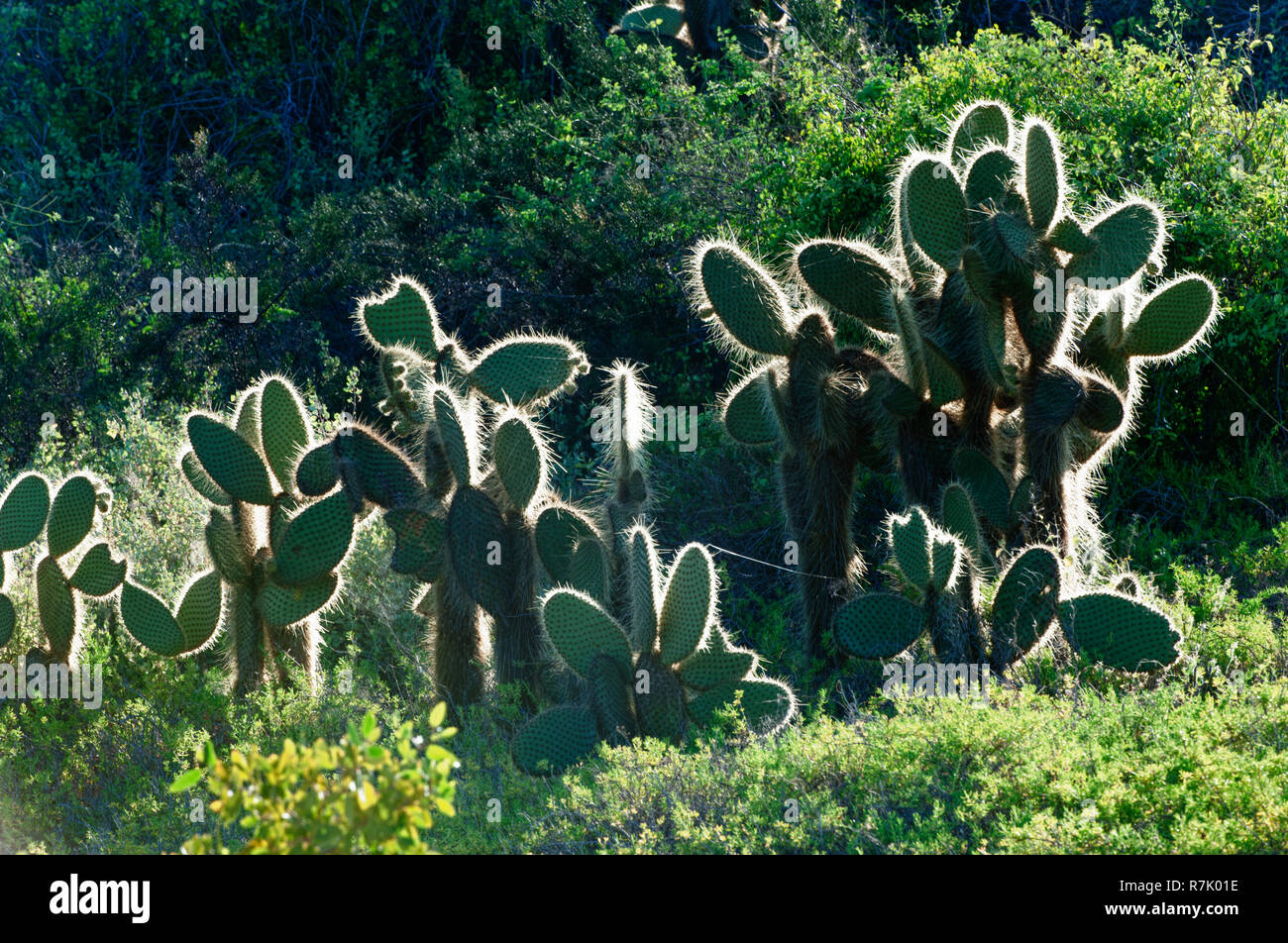 Giant Prickly Pear cactus (Opuntia sp.), Dragon Hill, Santa Cruz Island