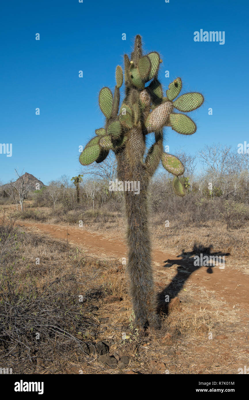 Giant Prickly Pear cactus (Opuntia sp.), Dragon Hill, Santa Cruz Island