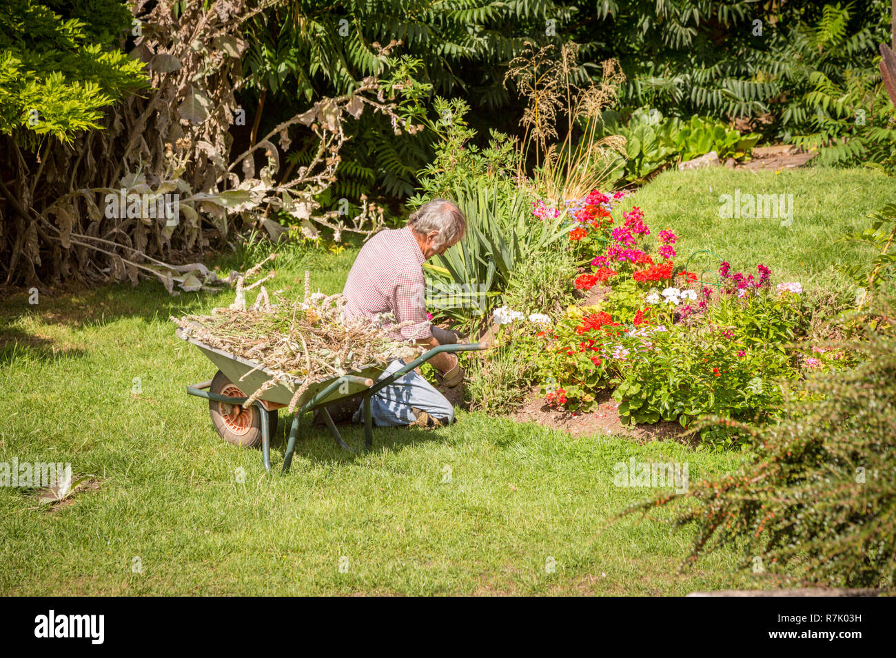 Gardener tending to plants in a summer garden, UK Stock Photo