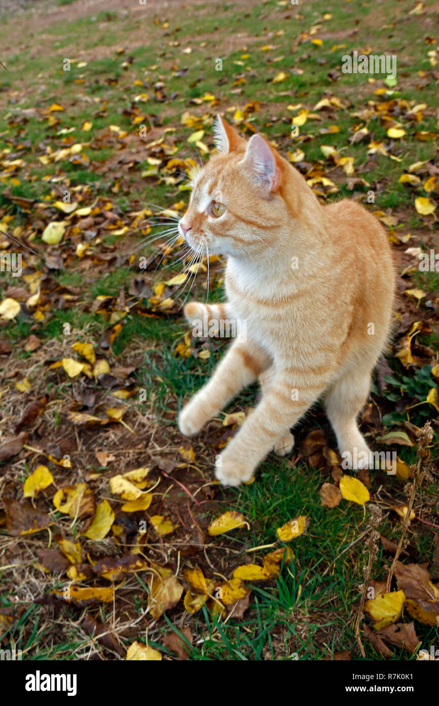 Playful yellow cat playing on the grass among the yellow leaves Stock Photo