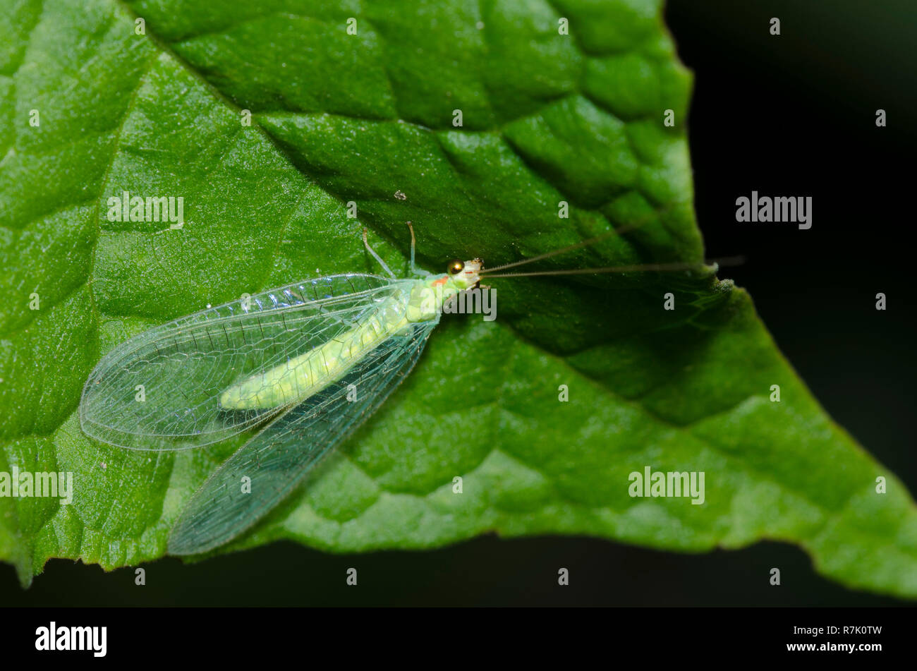 Green Lacewing, Ceraeochrysa valida Stock Photo