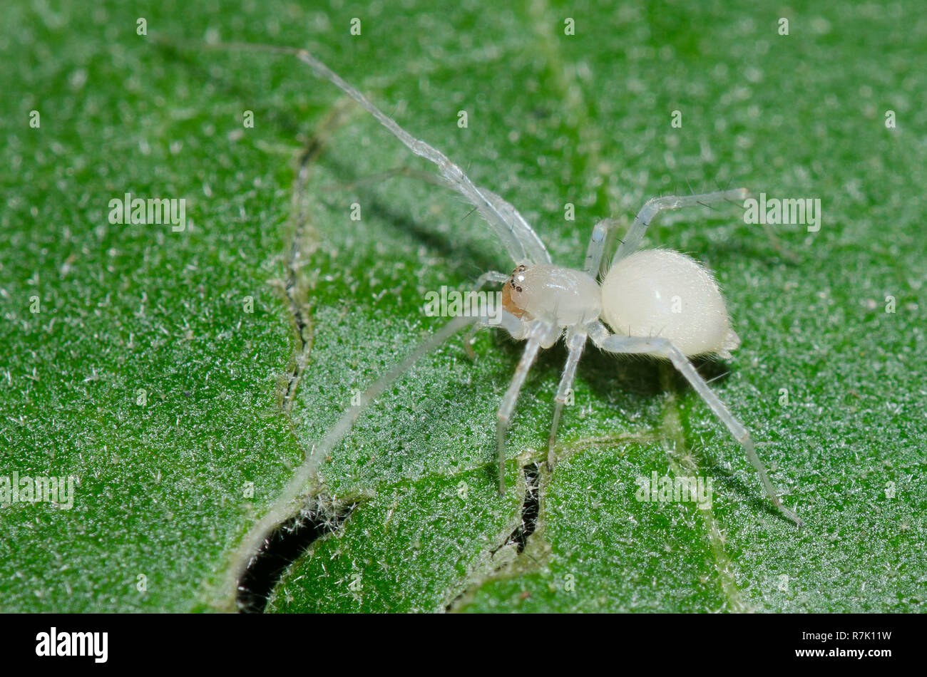 Ghost Spider, Wulfila sp Stock Photo Alamy