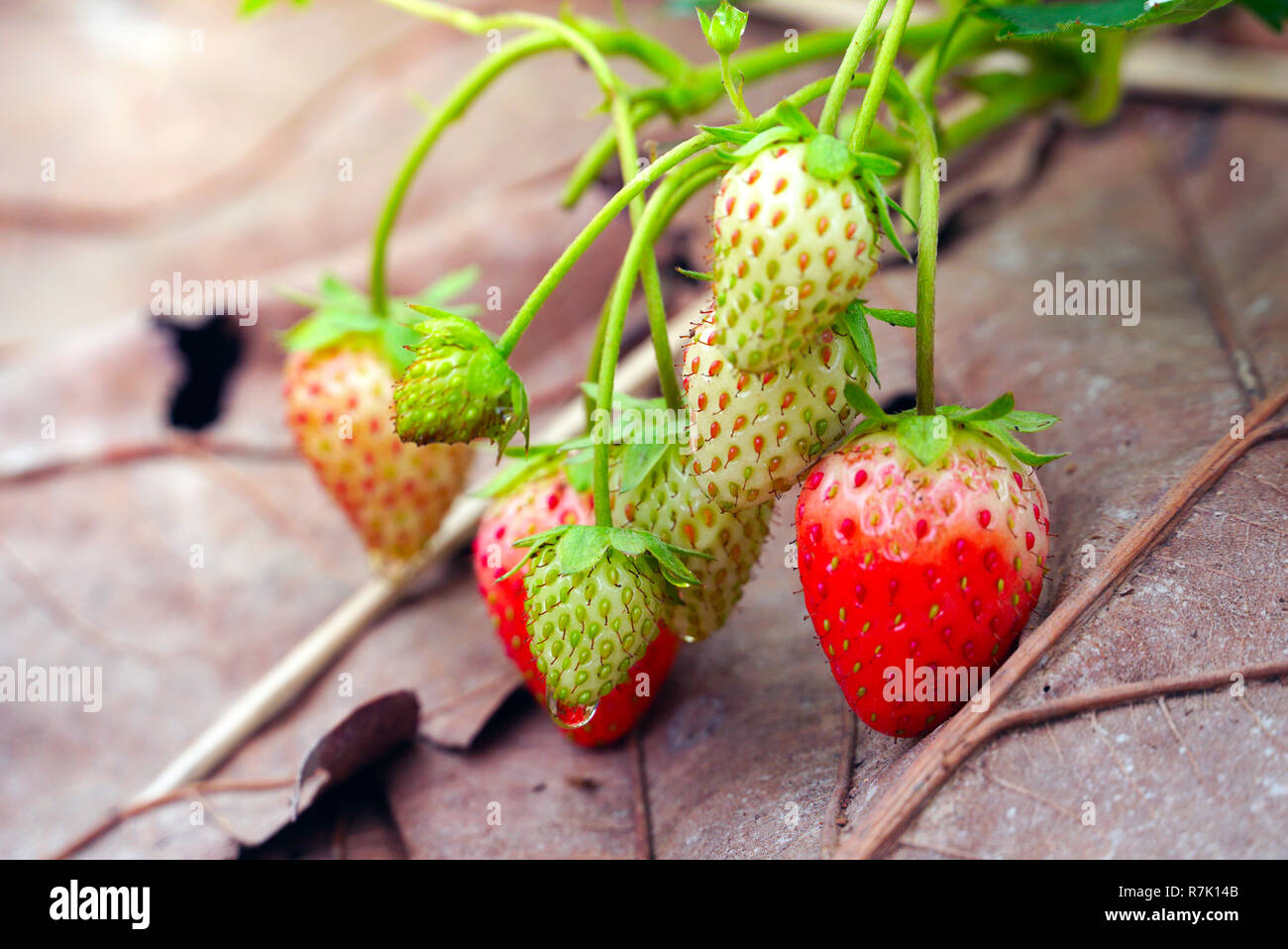 Close up fresh raw strawberry in the farm Stock Photo - Alamy