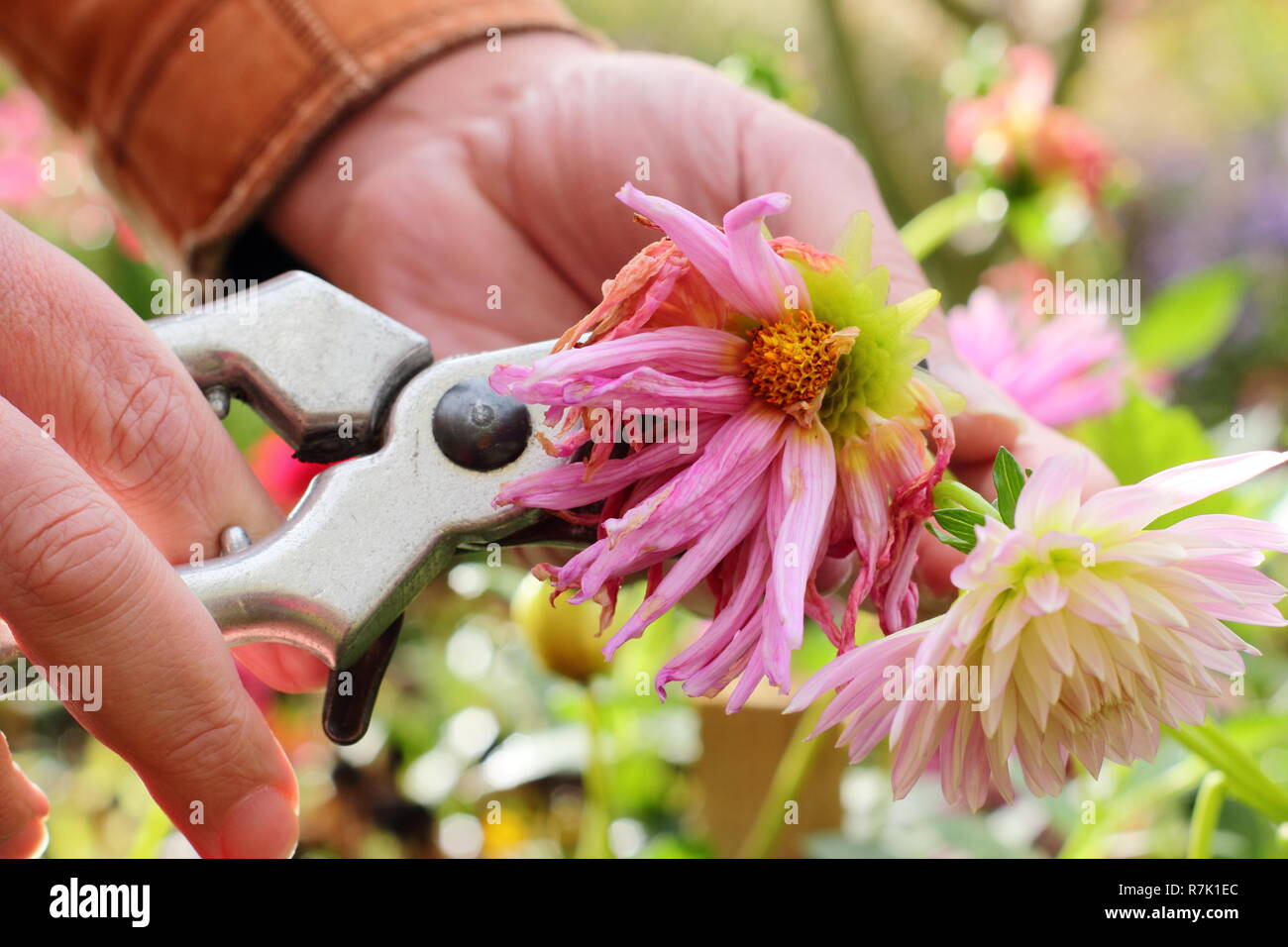Deadheading dahlias with secateurs in an autumn garden border, UK Stock