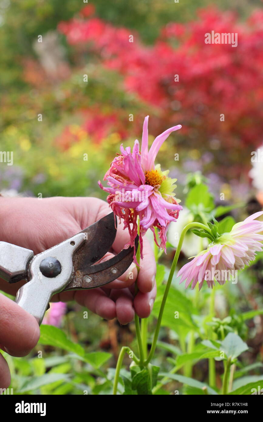 Deadheading dahlias with secateurs in an autumn garden border, UK Stock