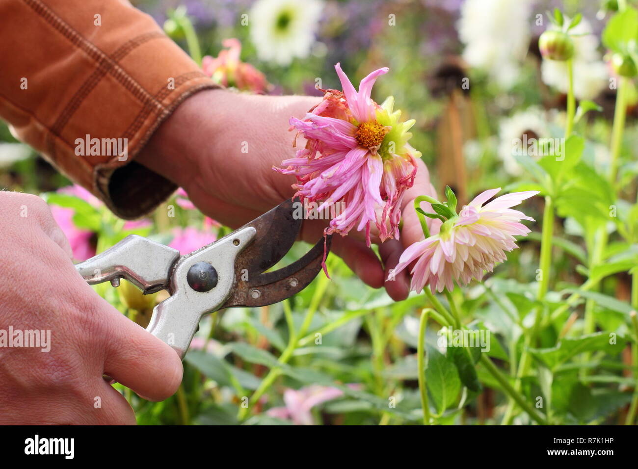 Deadheading dahlia flowers with secateurs in an autumn garden border