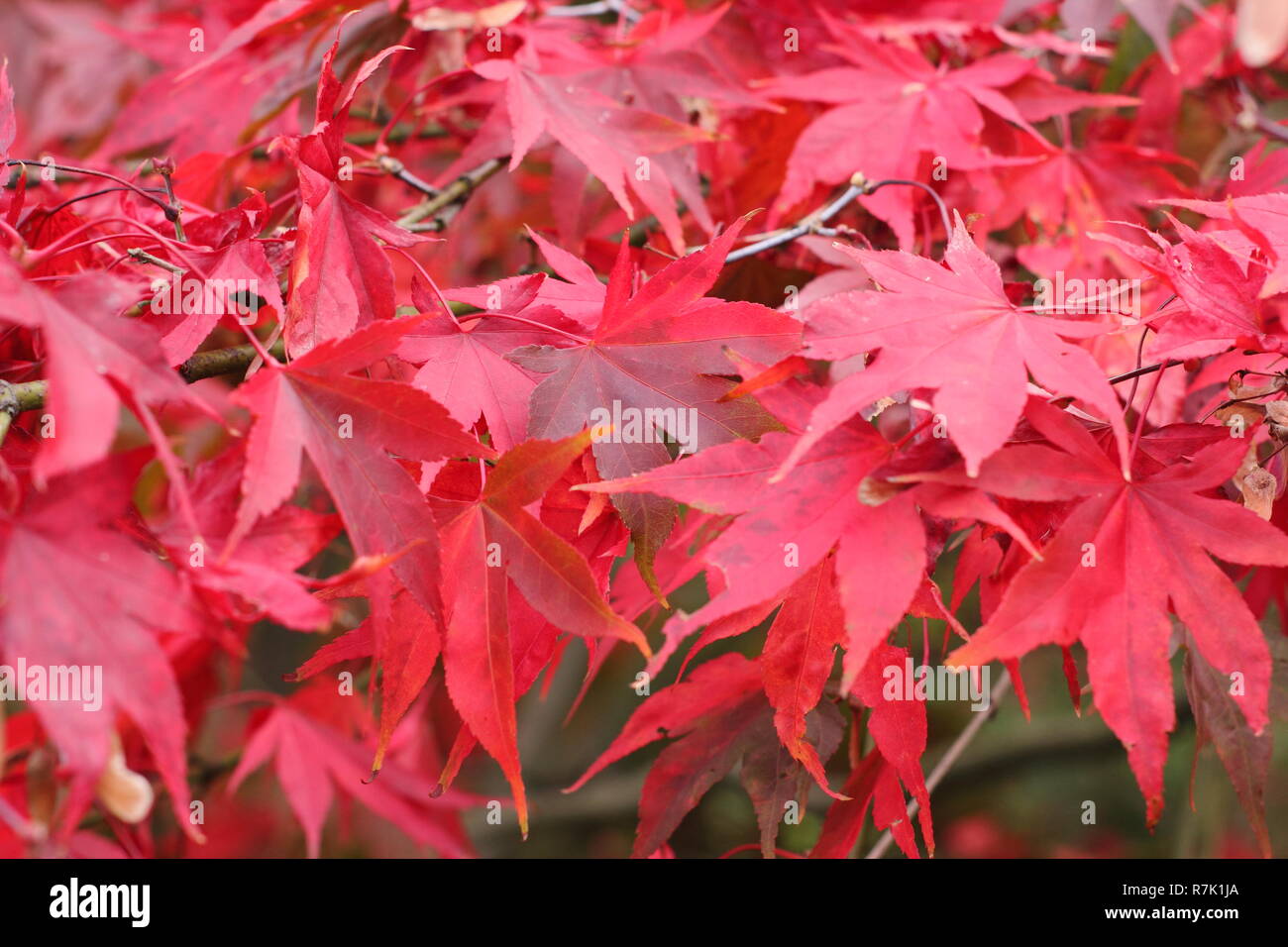 Acer palmatum 'Matsukaze' displaying autumn colours, UK garden Stock
