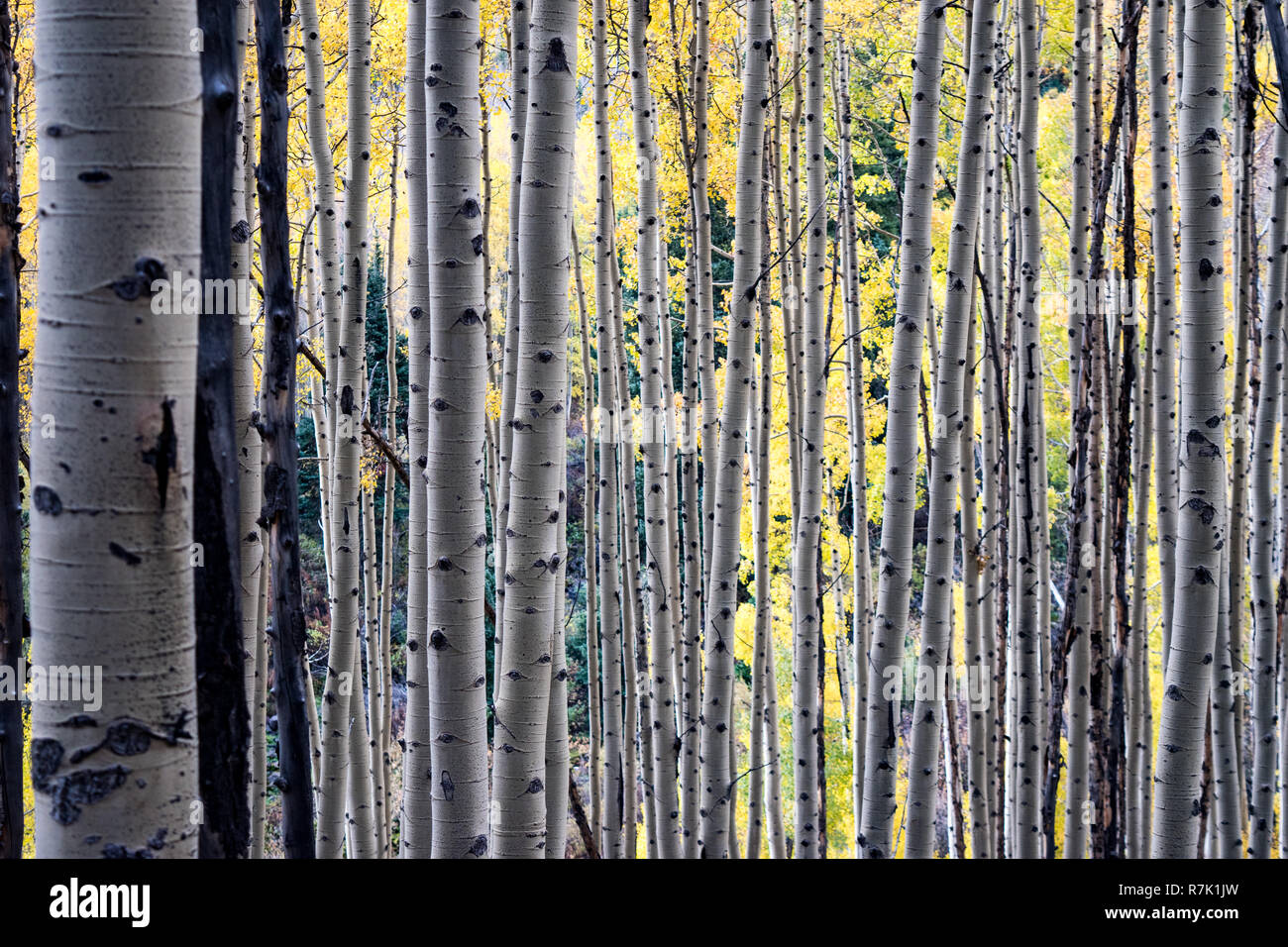 Golden yellow Aspen Trees during the fall at Maroon Bells in Aspen, Colorado, USA Stock Photo