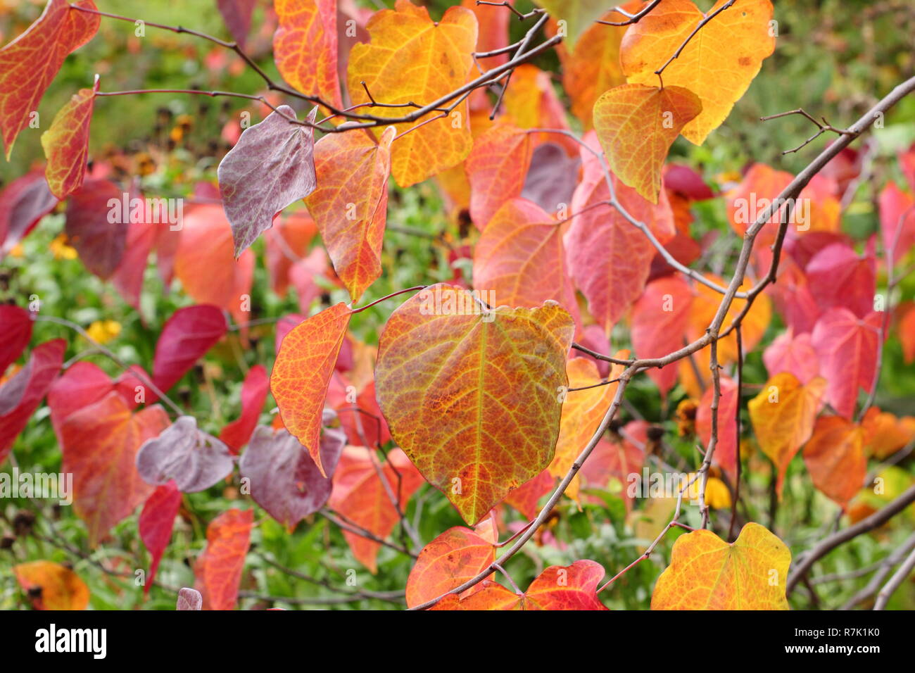Cercis canadensis. Forest pansy tree, also called American redbud, displaying autumn leaves in an English garden, UK Stock Photo