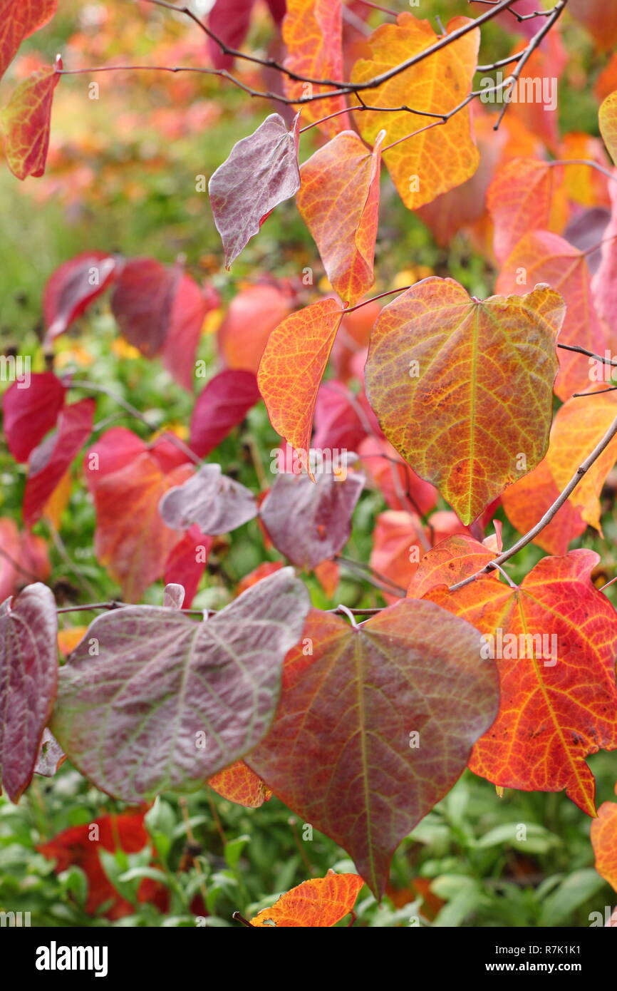 Cercis canadensis. Forest pansy tree, also called American redbud, displaying autumn leaves in an English garden, UK Stock Photo