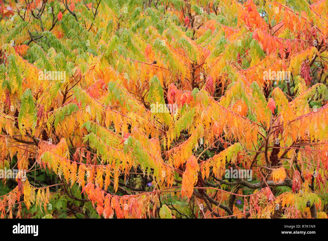 Rhus typhina. Stag's horn sumach, a large, suckering plant, displaying vibrant autumn colours in an English garden, October, UK Stock Photo
