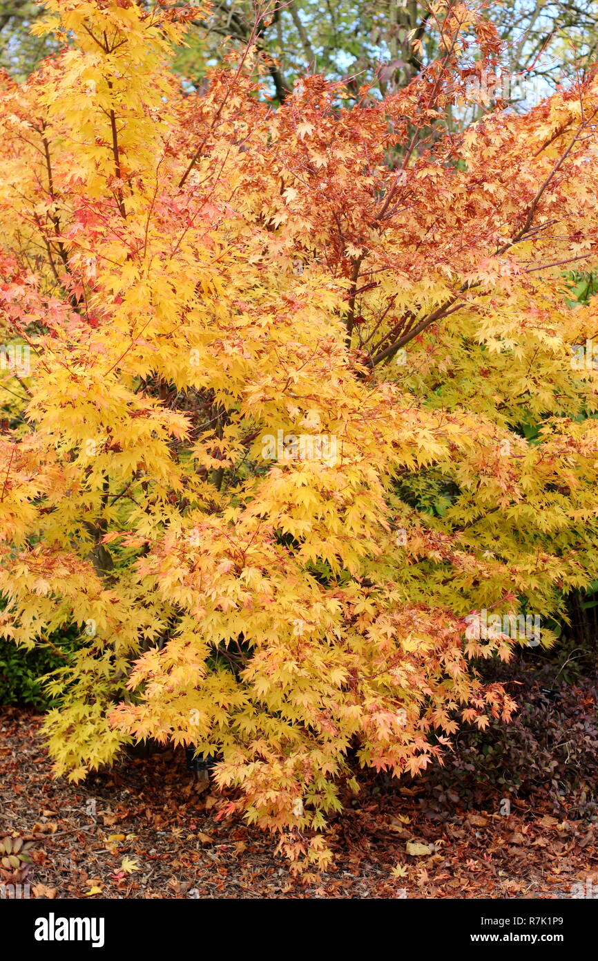 Acer palmatum 'Sango kaku' tree displaying autumn colours, UK garden ...