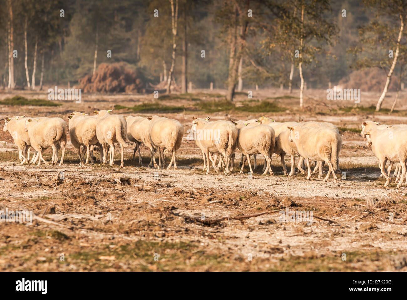 sheep in the early morning light on the Dutch heath Stock Photo