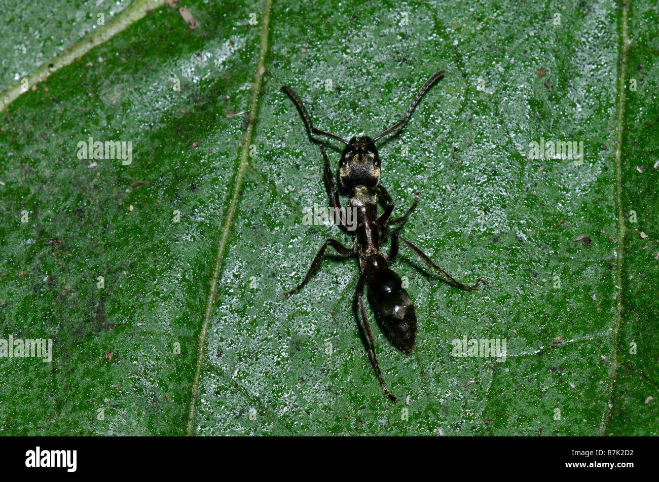 Hairy Panther Ant, Neoponera villosa Stock Photo