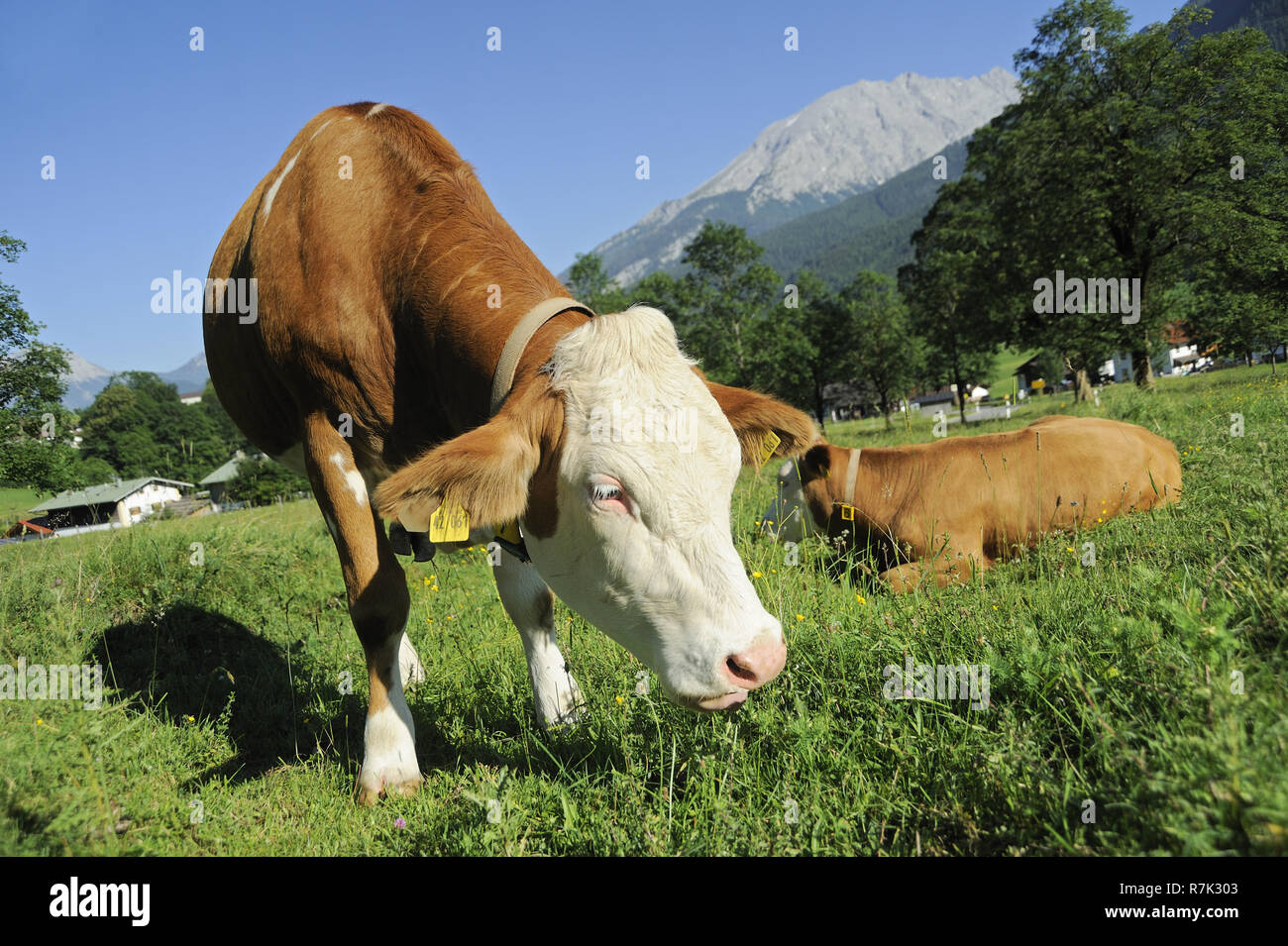 braune bayerische Rinder auf der Wiese, Berchtesgadener Land, Oberbayern, Bayern, Deutschland, Europa | typical bavarian cattle on a meadow, district  Stock Photo