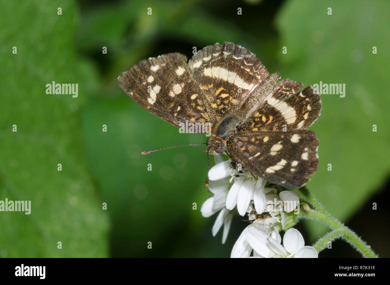 Pale-banded Crescent, Anthanassa tulcis, faded and worn, nectaring from Texas crownbeard, Verbesina microptera Stock Photo