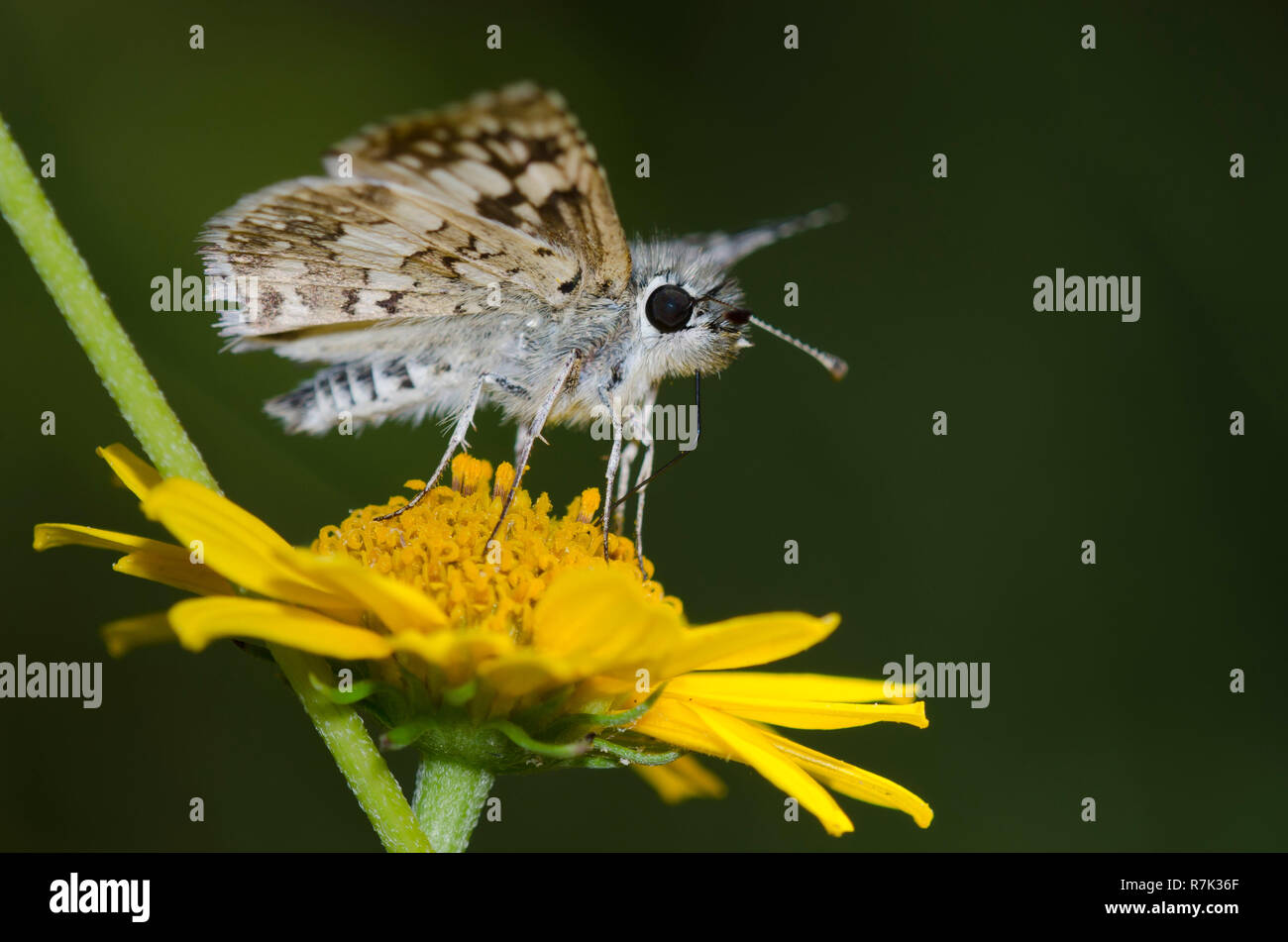 White CheckeredSkipper, Burnsius albezens, nectaring from Skeleton