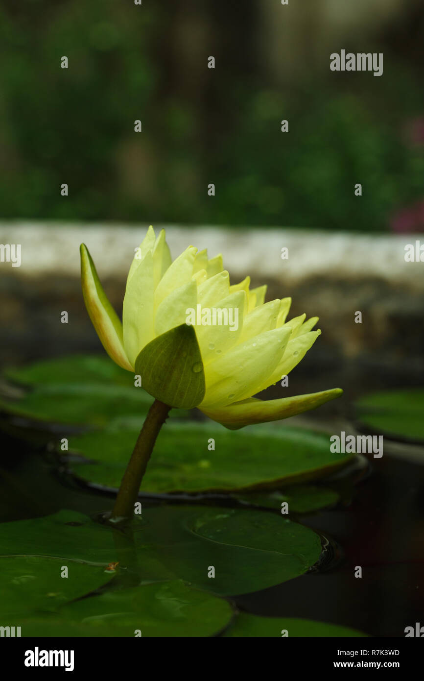 A yellow water lily Stock Photo - Alamy