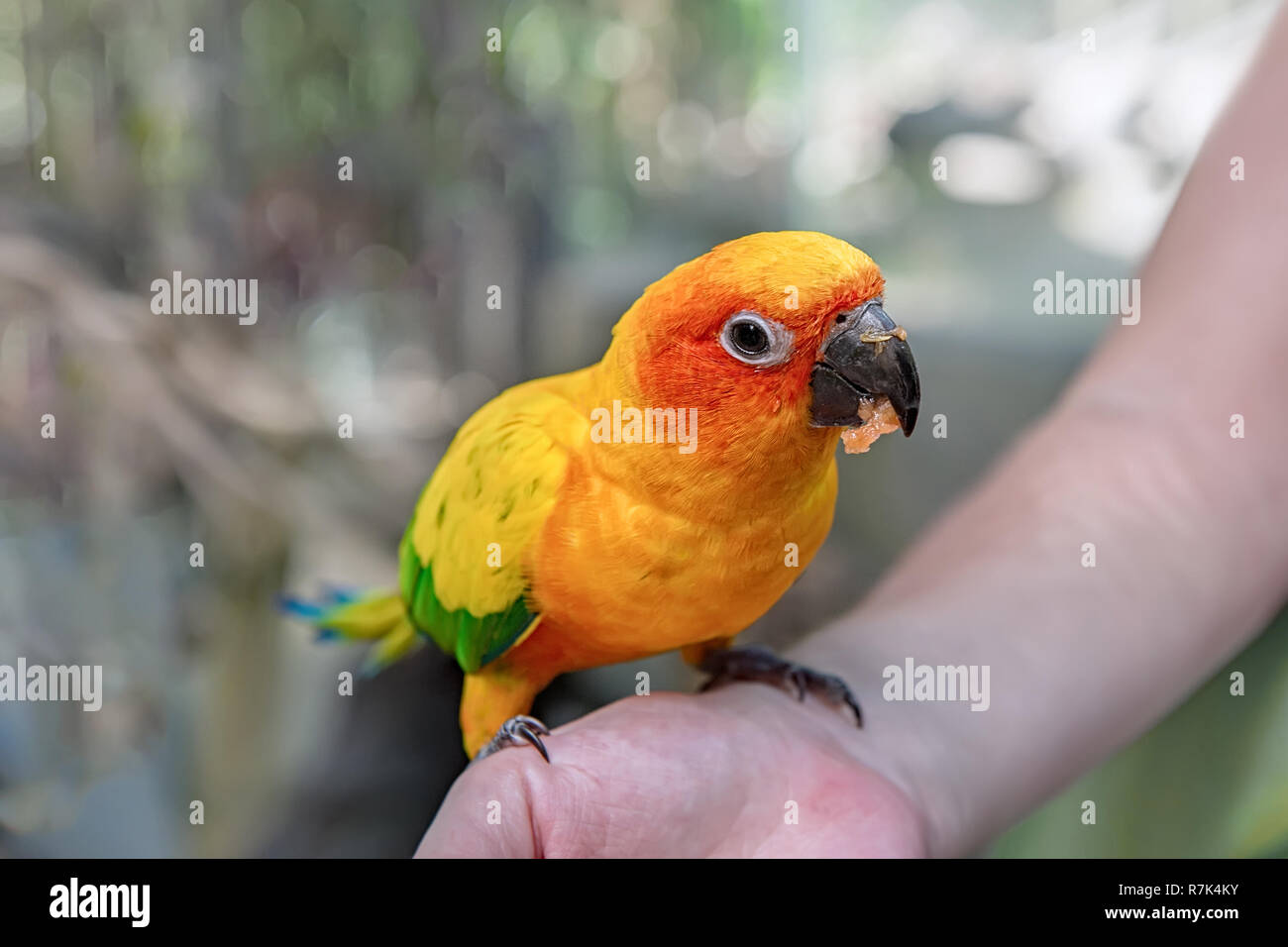 Parrots Parrots
