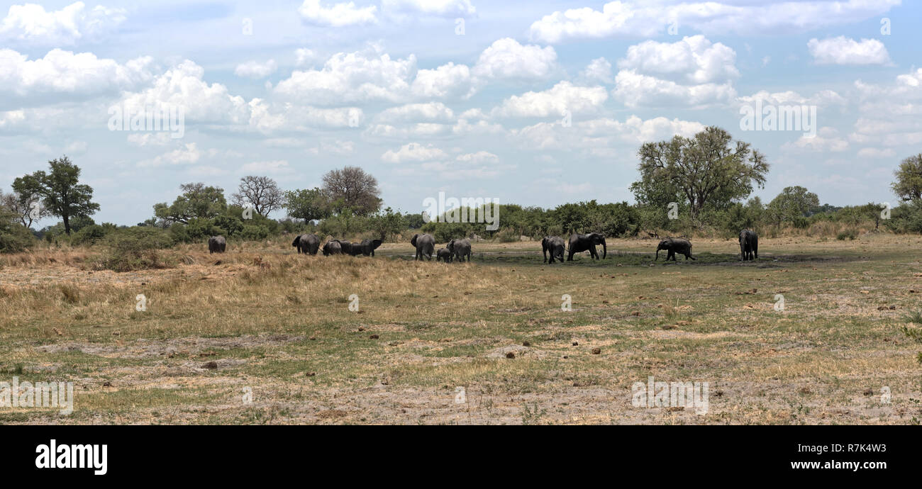 Elephant group taking bath and drinking at a waterhole in Moremi Game Reserve, Botswana Stock Photo