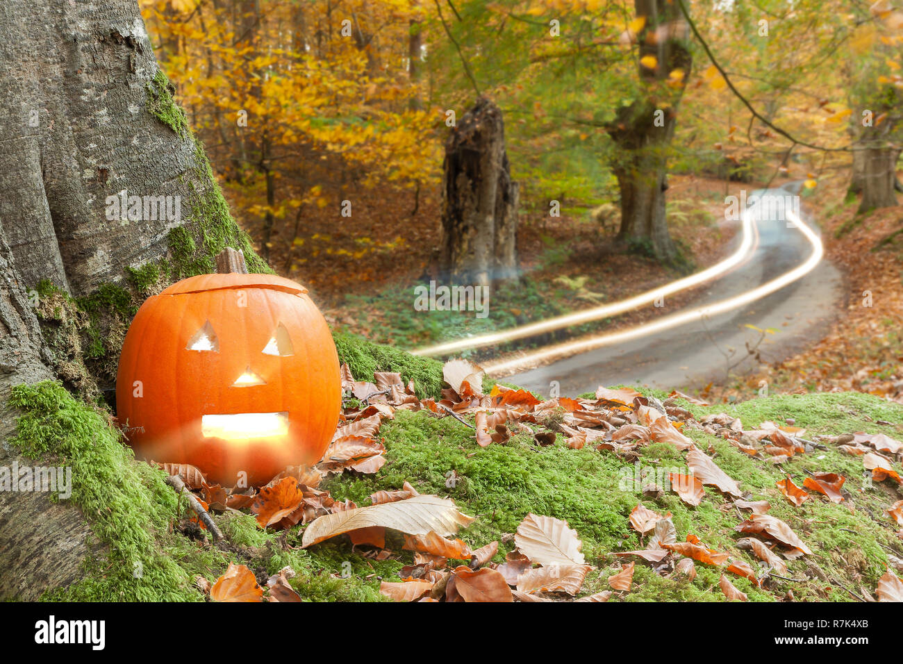 Autumn scene with scary orange pumpkin sat next to a tree and road. Long exposure car lights in the background with fallen autumn leaves Stock Photo