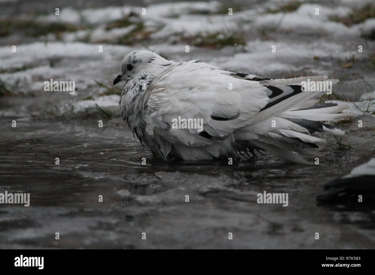 pigeon bird take cold bath in ice water in winter day Stock Photo