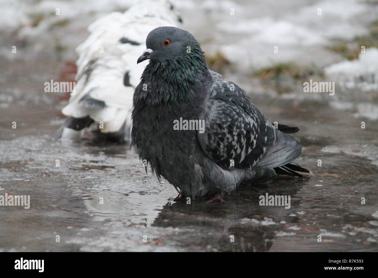 pigeon bird take cold bath in ice water in winter day Stock Photo