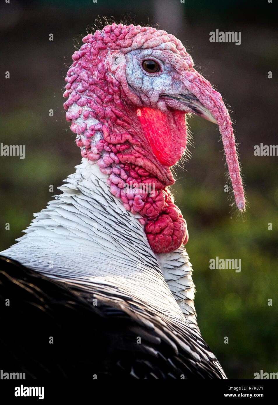 Some of the turkeys that belong to Brian Moodie from Camelon, Stirlingshire. Stock Photo