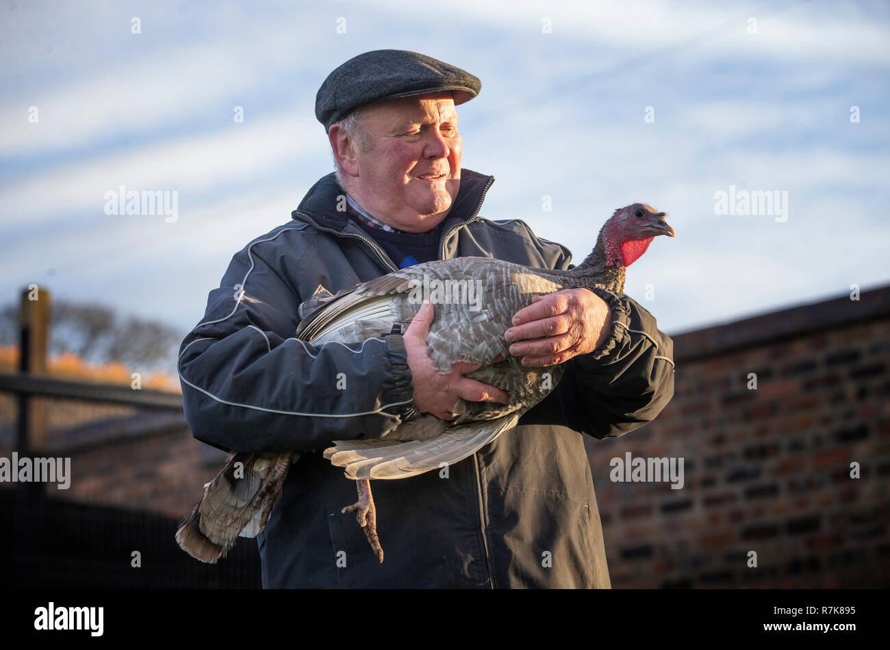 Retired businessman Brian Moodie with Daphne one of his flock of turkeys at his home in Camelon, Stirlingshire. Stock Photo