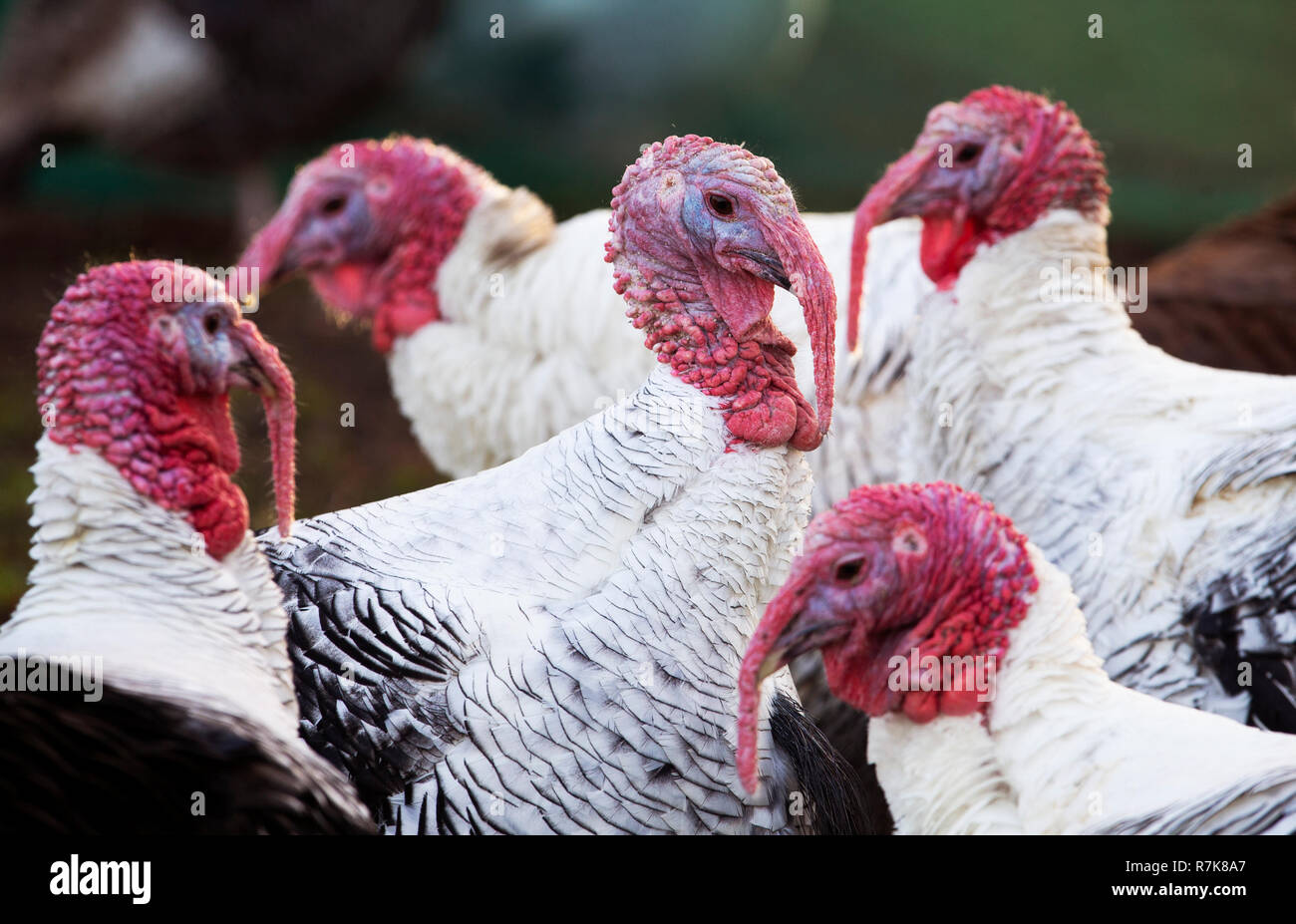 Some of the turkeys that belong to Brian Moodie from Camelon, Stirlingshire. Stock Photo