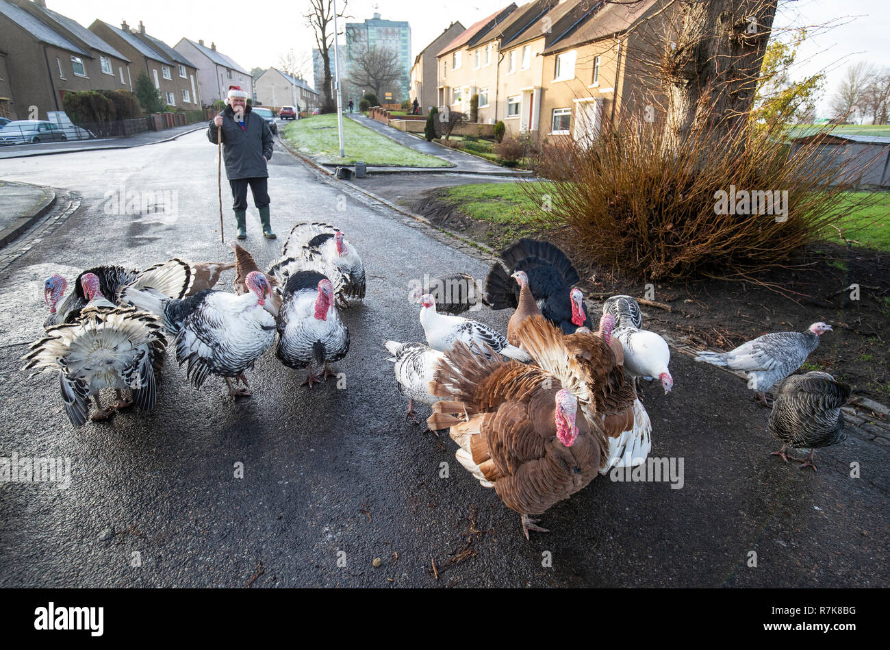 Retired businessman Brian Moodie herds his flock of turkeys along the street near his home in Camelon, Stirlingshire. Stock Photo