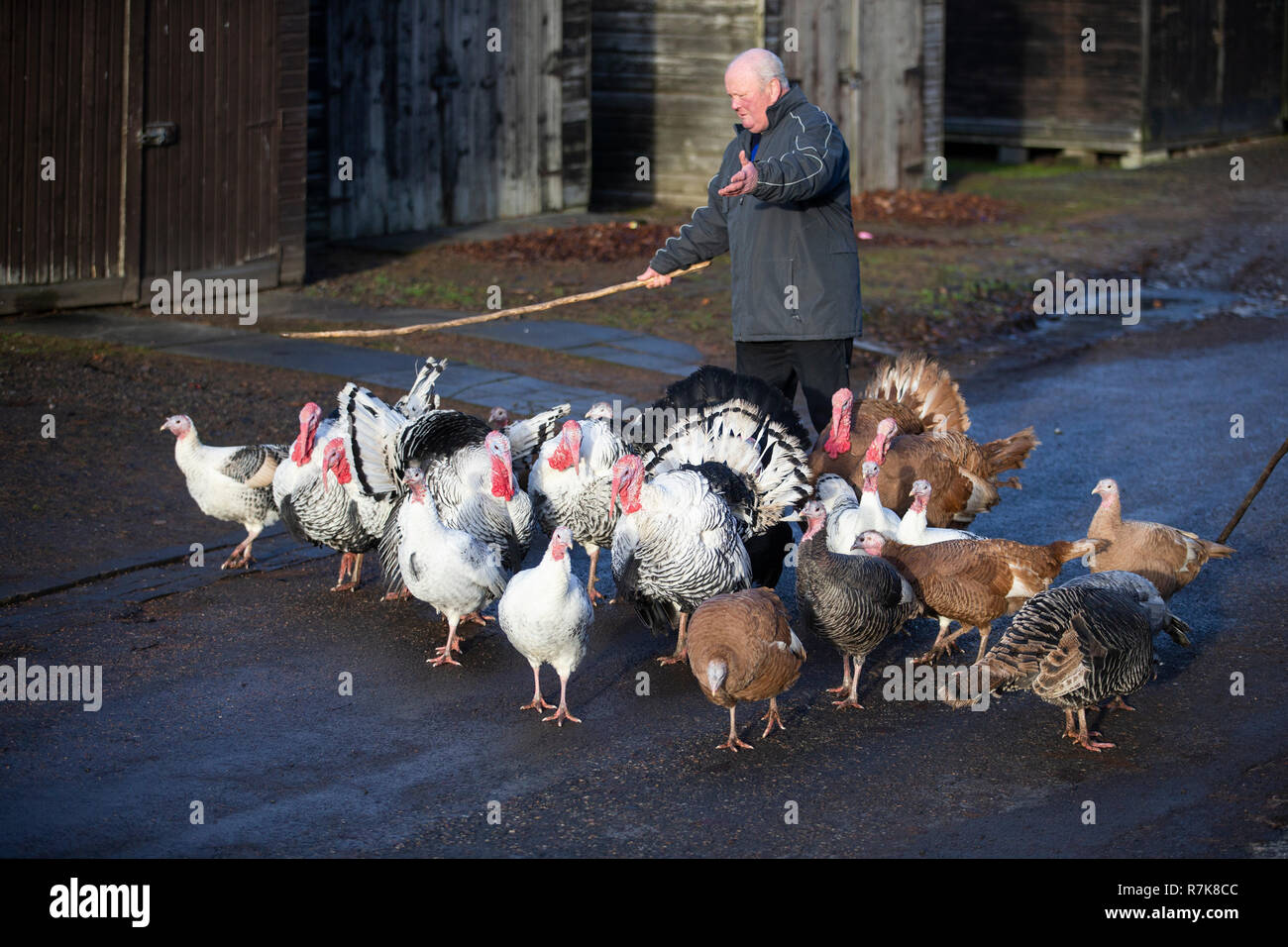 Retired businessman Brian Moodie herds his flock of turkeys along the street near his home in Camelon, Stirlingshire. Stock Photo