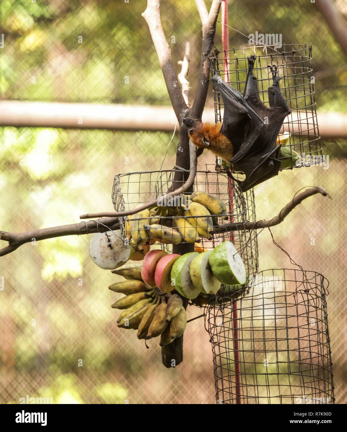Lyle's flying fox (fruit bat) feeds on fruit in zoo. It is gregarious and roosts in tropical forest, and in mangrove forests. It navigates with keen e Stock Photo