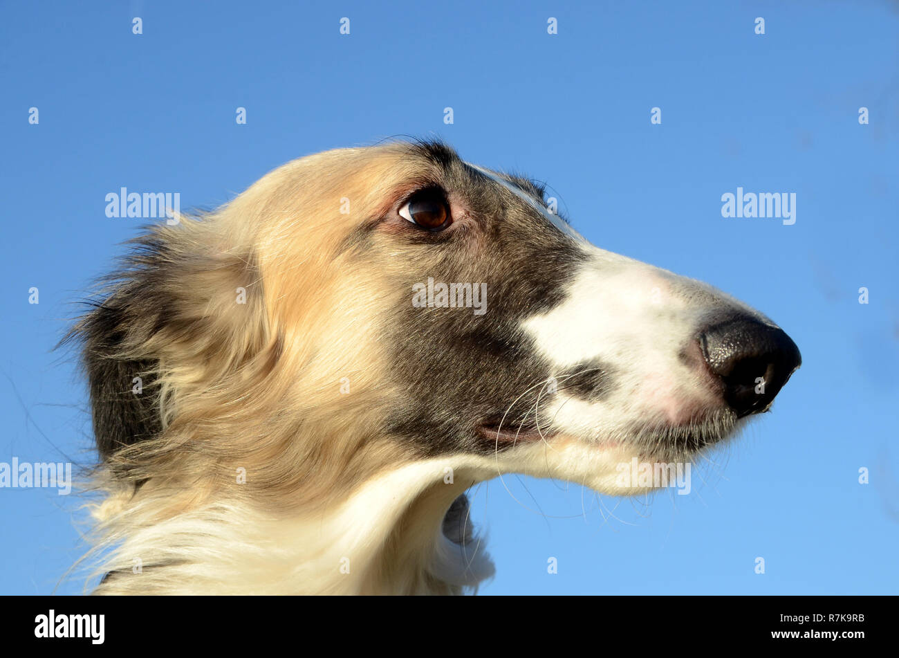 Fawn black masked borzoi face in side view. Stock Photo