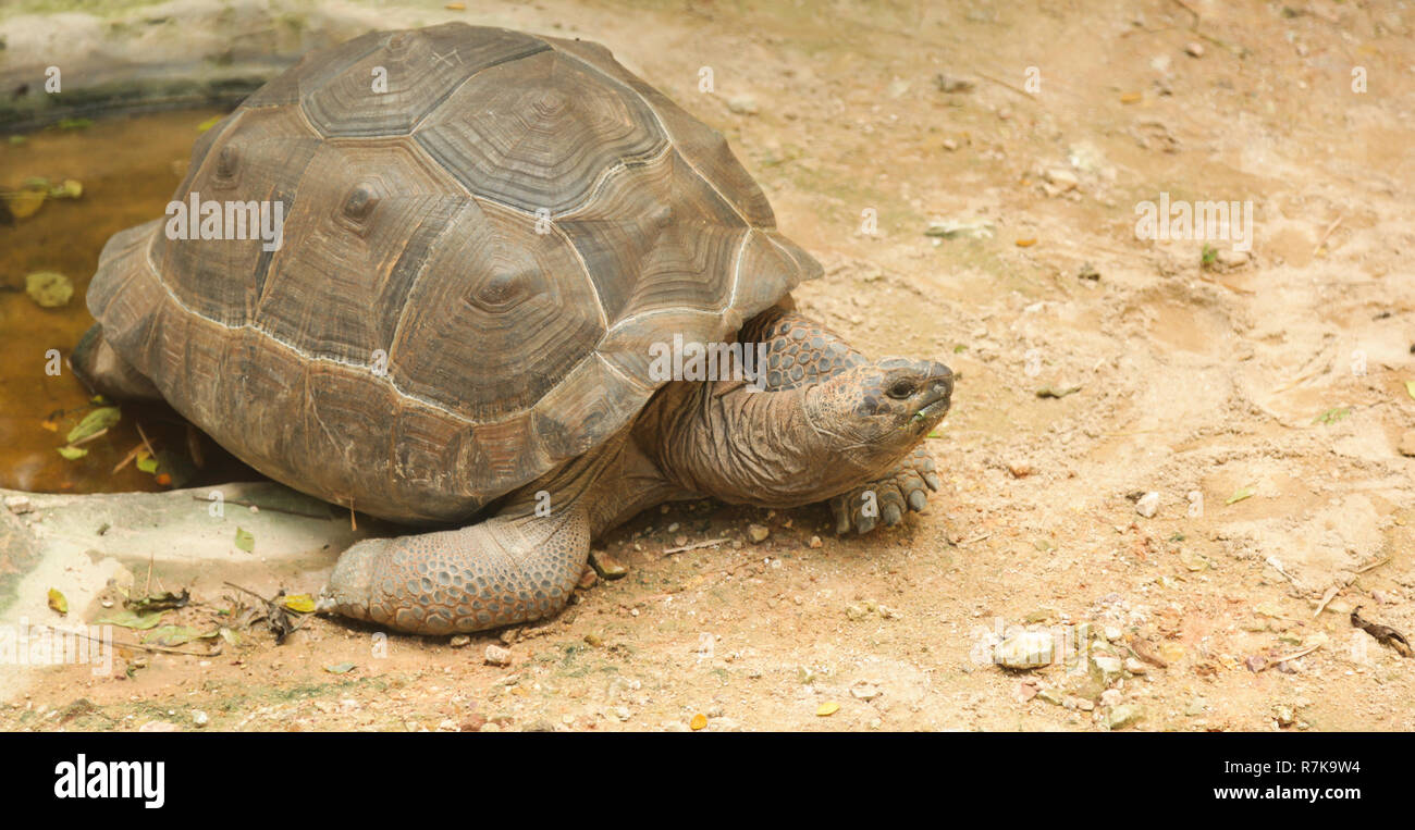 African spurred tortoise (sulcata tortoise) inhabits the southern edge of the Sahara desert, in Africa. As a pet, they require large enclosures, beddi Stock Photo