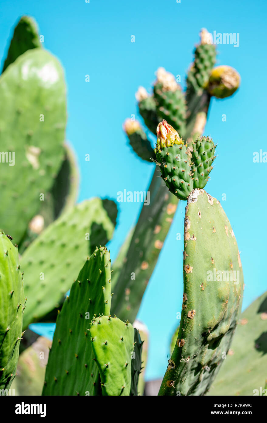 Mexican cactus. Tuna fruit. Cactus leaves Stock Photo Alamy