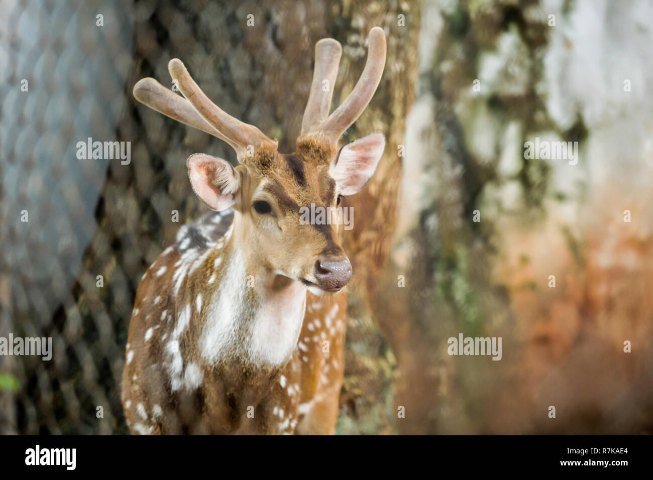 Animal Chital (Cheetal, Spotted deer, Axis deer) is a species of deer