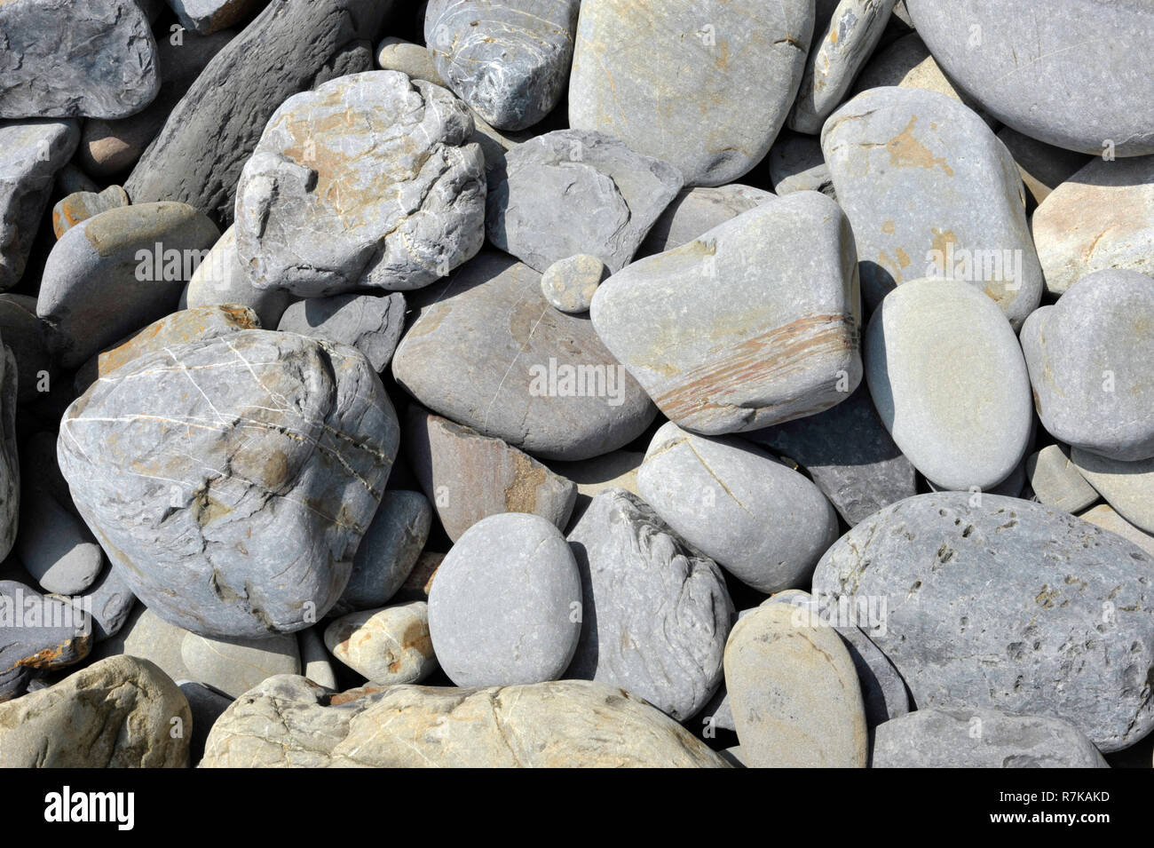 Grey stones or rocks on a beach in wales near Tenby, rounded and eroded ...