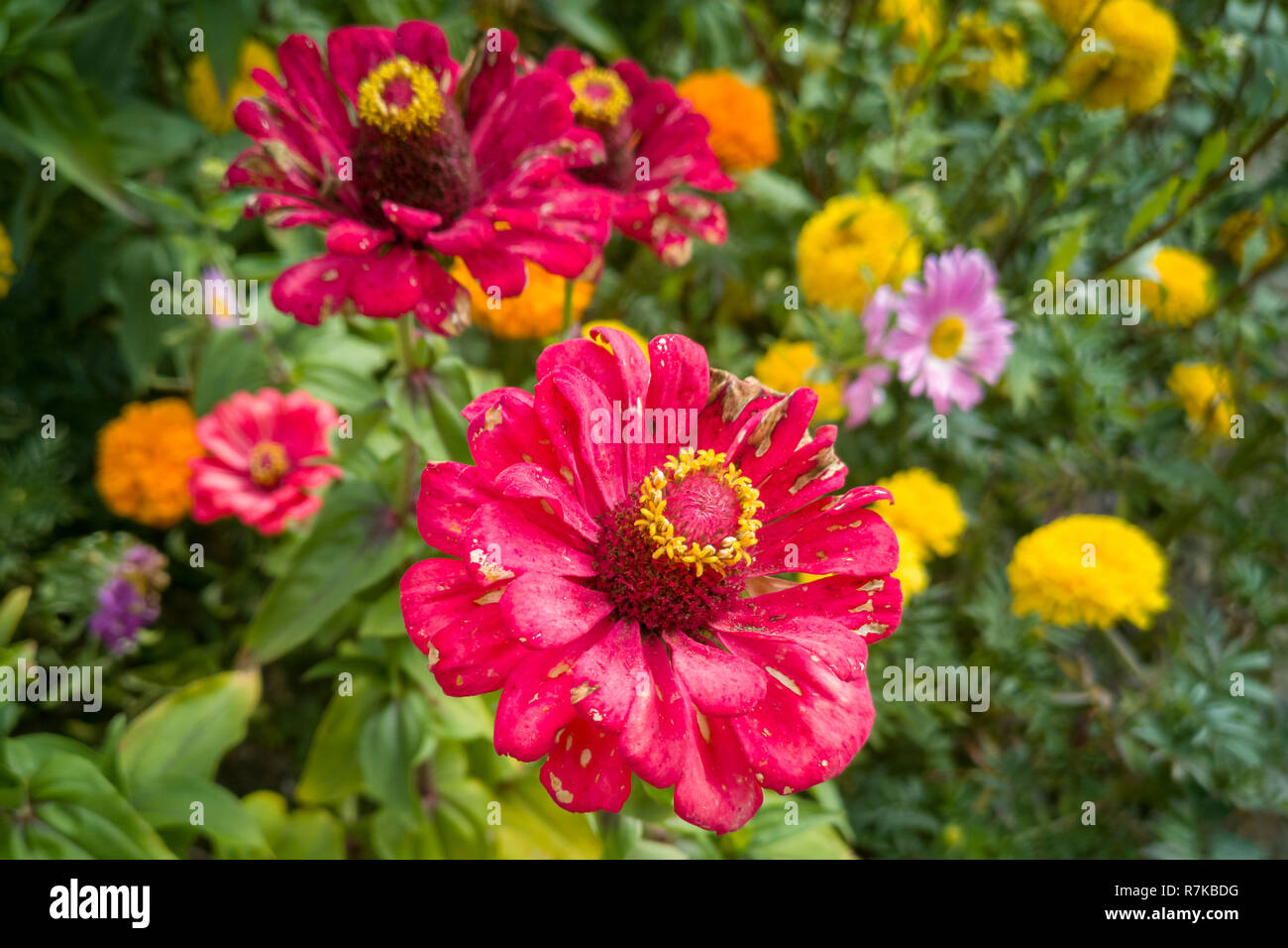 Nature wedding background hi-res stock photography and images - Alamy