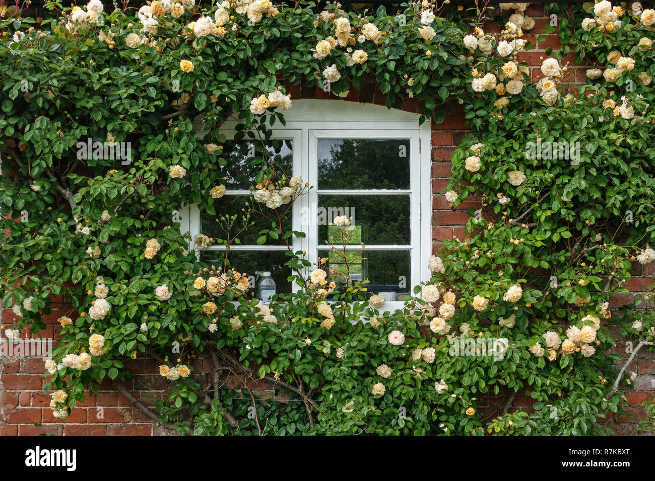 UK. The hybrid musk shrub rose Rosa 'Buff Beauty' grown as a climber on a  cottage wall. It is a warm apricot colour and heavily scented Stock Photo -  Alamy