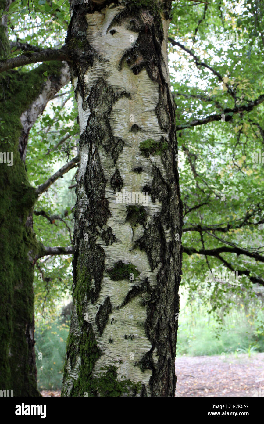 Texture of old birch tree bark with green moss. White birch bark on a tree  trunk Stock Photo - Alamy