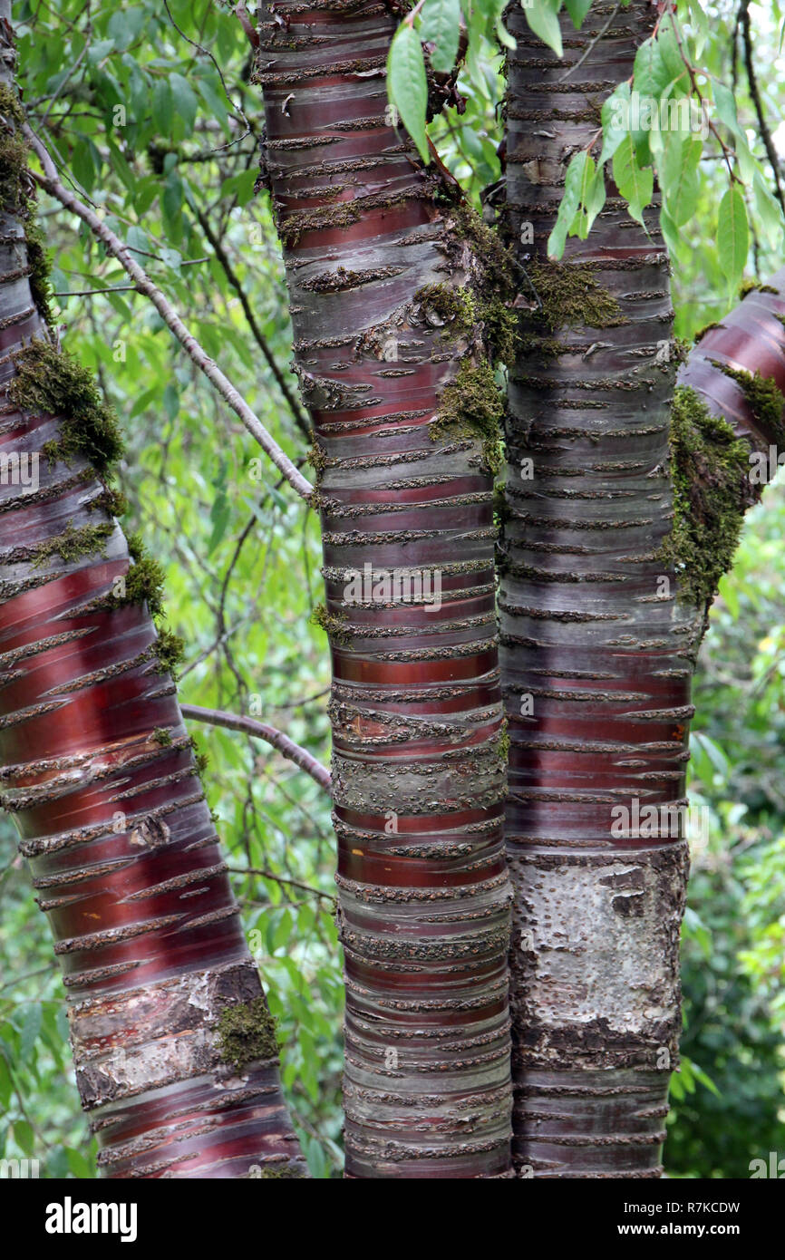 Close up of a Tibetan Cherry Tree growing at Washington Park Arboretum ...