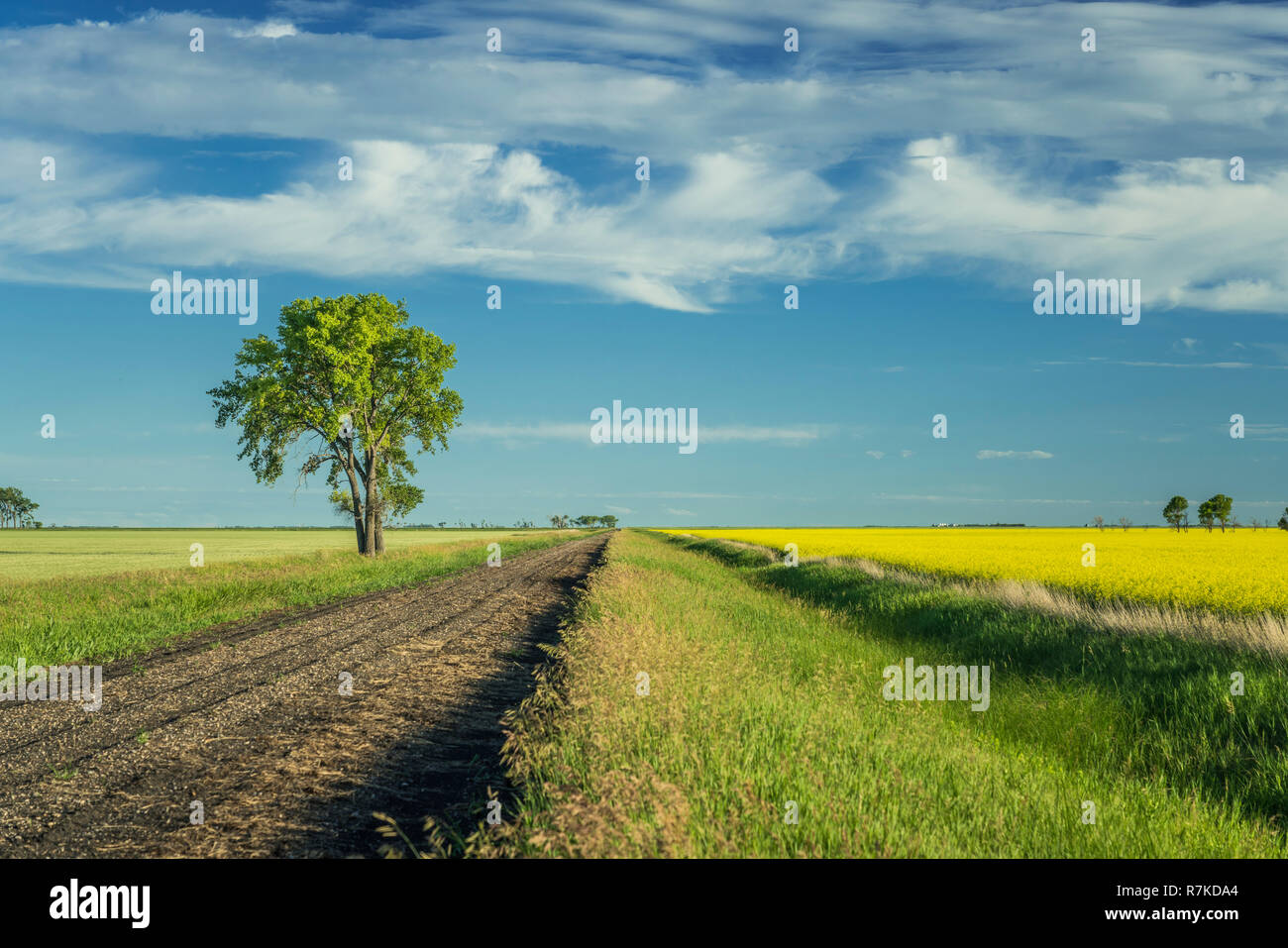 A rural road with canola and grain field near Sperling, Manitoba, Canada. Stock Photo