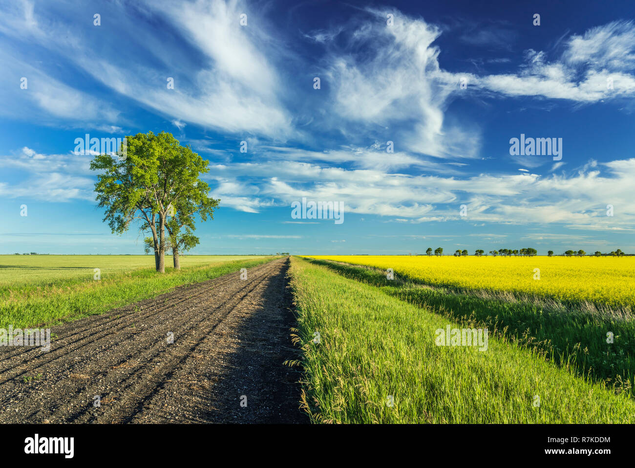 A rural road with canola and grain field near Sperling, Manitoba, Canada. Stock Photo