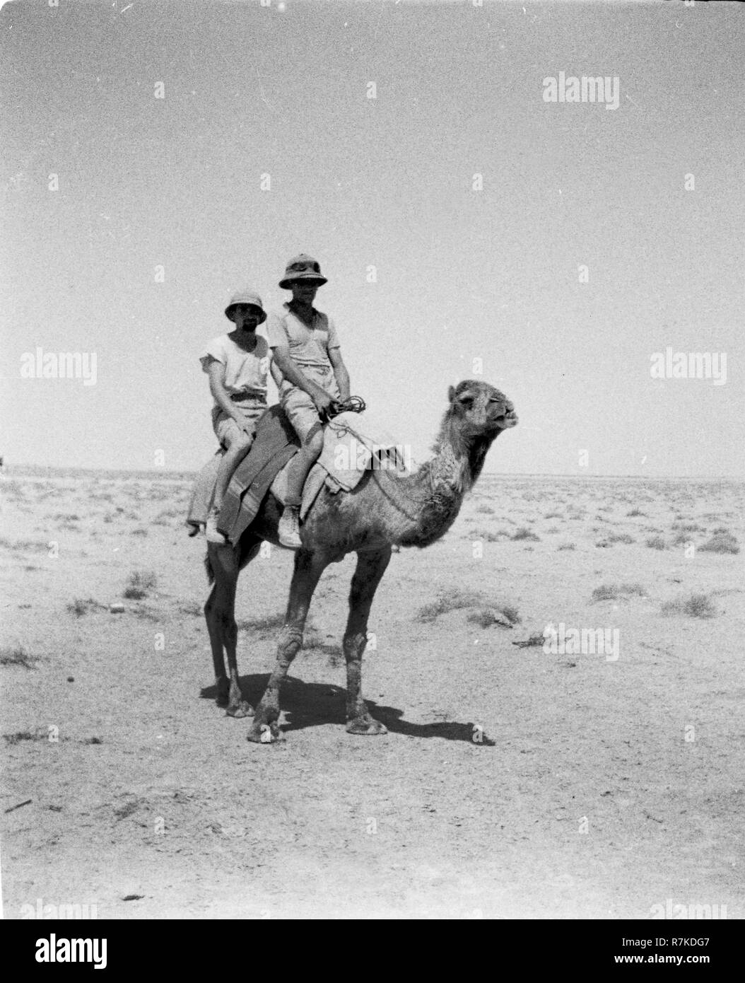 WW2 German Luftwaffe Soldiers riding a camel in North Africa Stock Photo